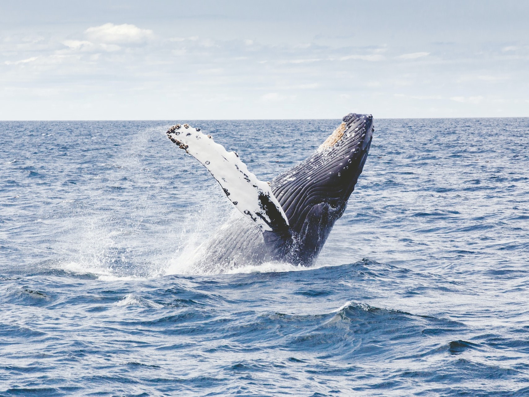 Eavesdropping on blue whales may help protect the endangered species | Dell  France