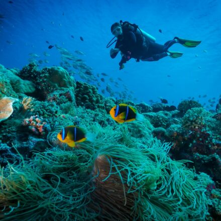 L’IA au chevet de la Grande barrière de corail