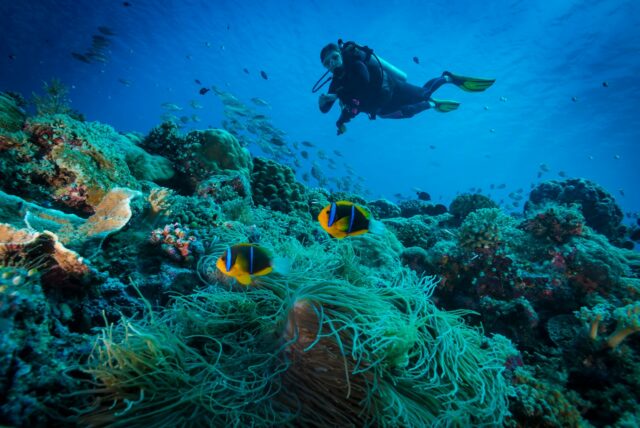 L’IA au chevet de la Grande barrière de corail